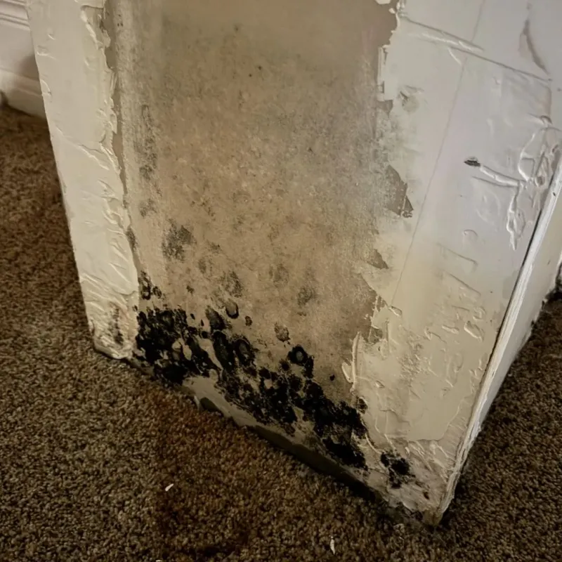 Professional Mold Removal in Trent Woods, NC